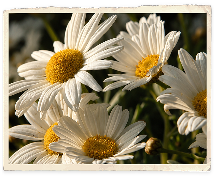 Borghetto-slider-anima-2-02